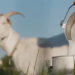 Best Goat Milk Powder Brands in India