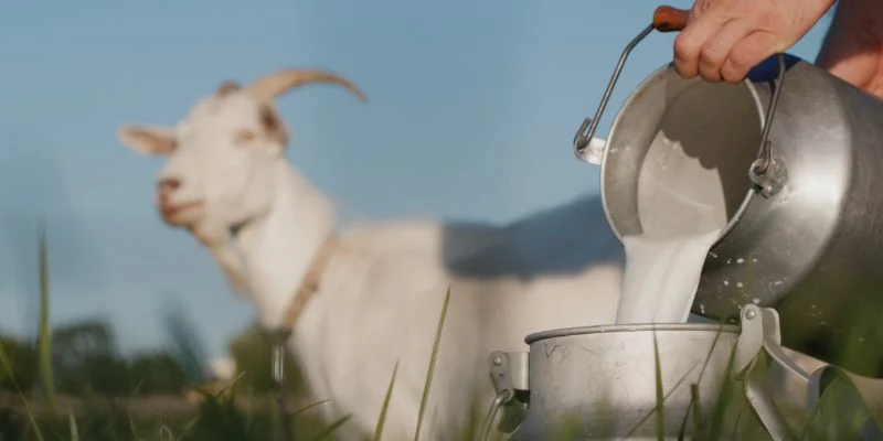 Best Goat Milk Powder Brands in India